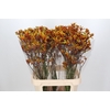 Anigozanthos Gold Fever
