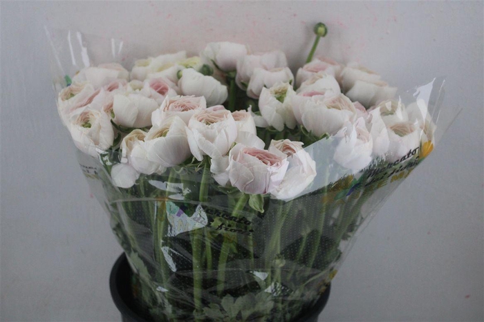 <h4>Ran Cloni Sup Hanoi</h4>