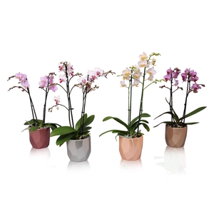 Phal. Multi 2-tak mix in BGC969 Vlakkenpot Metallic