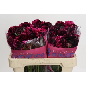 Ranunculus Brushmark Braga