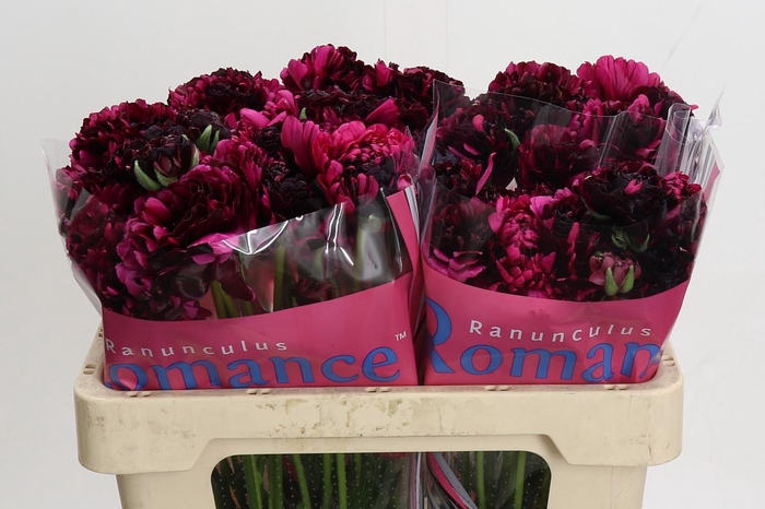 <h4>Ranunculus Brushmark Braga</h4>
