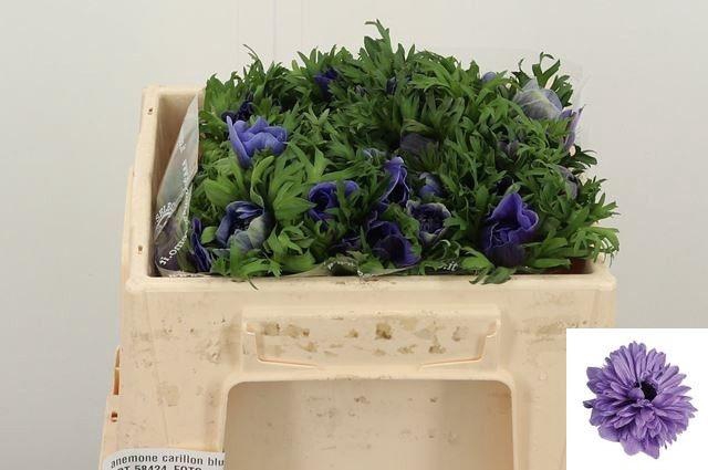 <h4>ANEM CO CARILL BLUE</h4>