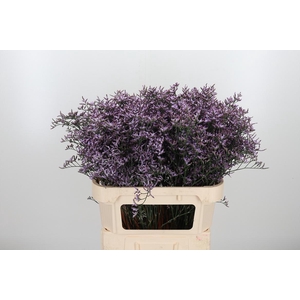 Limon Safora Lilac