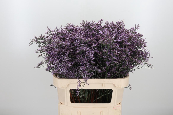 <h4>Limon Safora Lilac</h4>