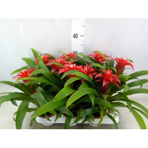 Guzmania  'Priscilla'
