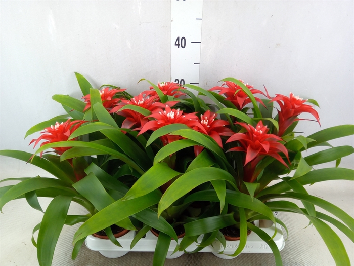 <h4>Guzmania  'Priscilla'</h4>