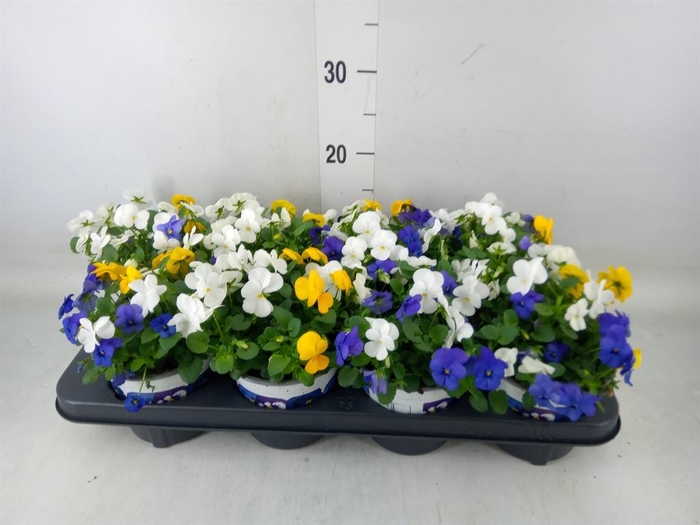 <h4>Viola   ...tricolor</h4>