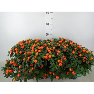 Solanum pseudocapsicum 'Megaball'