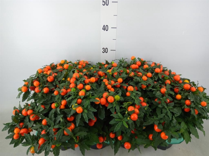 <h4>Solanum pseudocapsicum 'Megaball'</h4>