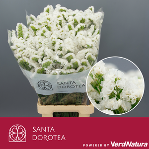 Statice White
