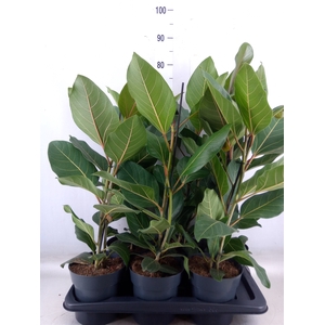 Ficus benghalensis 'Joy'