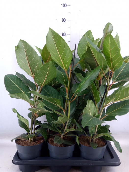 <h4>Ficus benghalensis 'Joy'</h4>