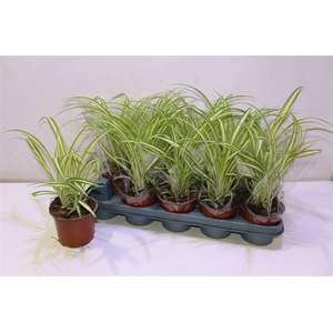 arr8 Chlor Com Variegatum