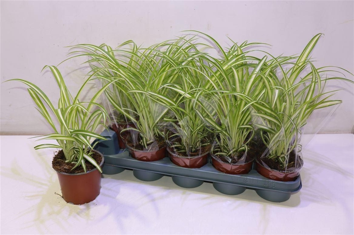 <h4>arr8 Chlor Com Variegatum</h4>