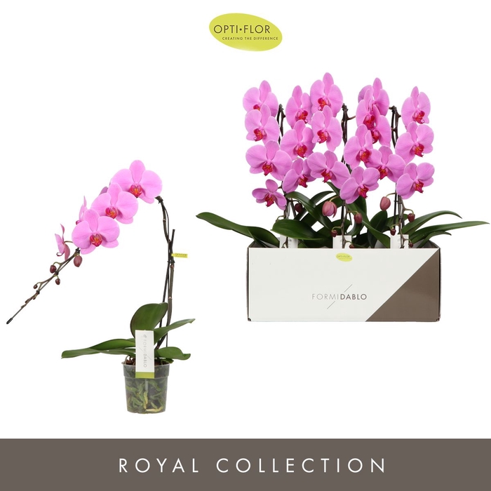 <h4>Phalaenopsis overig roze (enkele ta</h4>