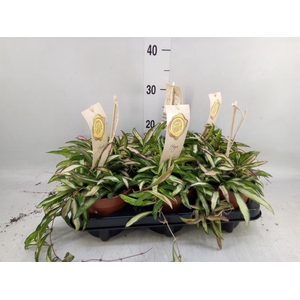 Hoya wayetii 'Tricolor'