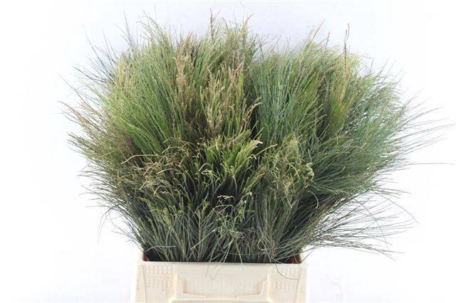 <h4>KAAPS GROEN</h4>