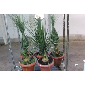 BEAUCARNEA P40
