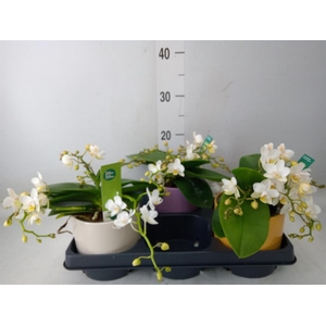 Phalaenopsis   ...white