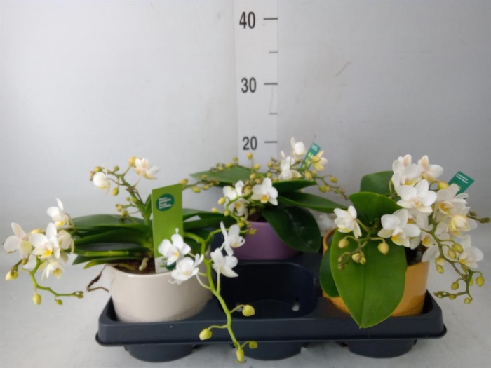 <h4>Phalaenopsis   ...white</h4>