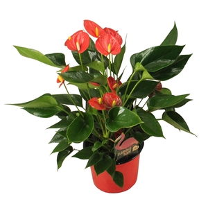 Anthurium XL.34 Arisa Red 17cm