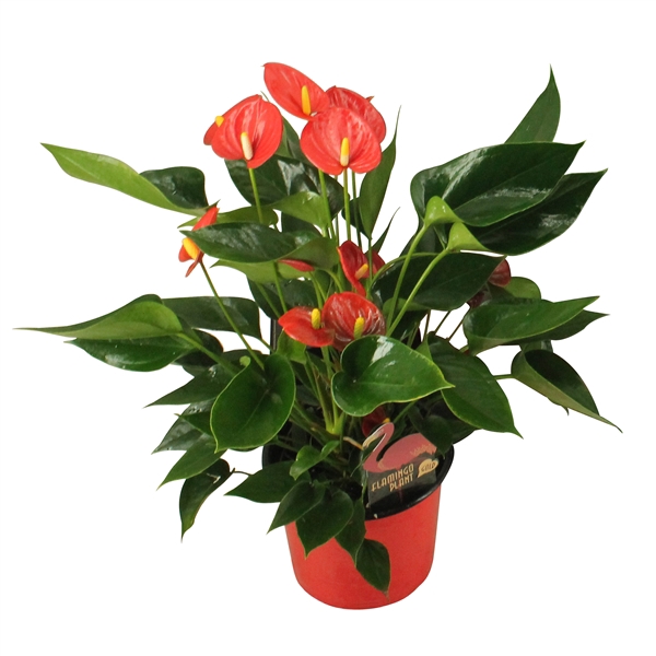 <h4>Anthurium XL.34 Arisa Red 14cm</h4>