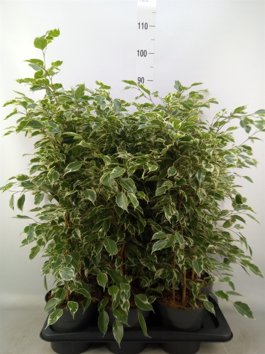 <h4>Ficus benja. 'Twilight'</h4>