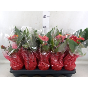 Anthurium andr. 'Easy Red'