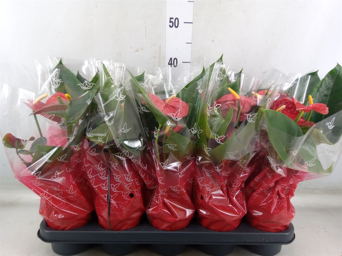 <h4>Anthurium andr. 'Easy Red'</h4>
