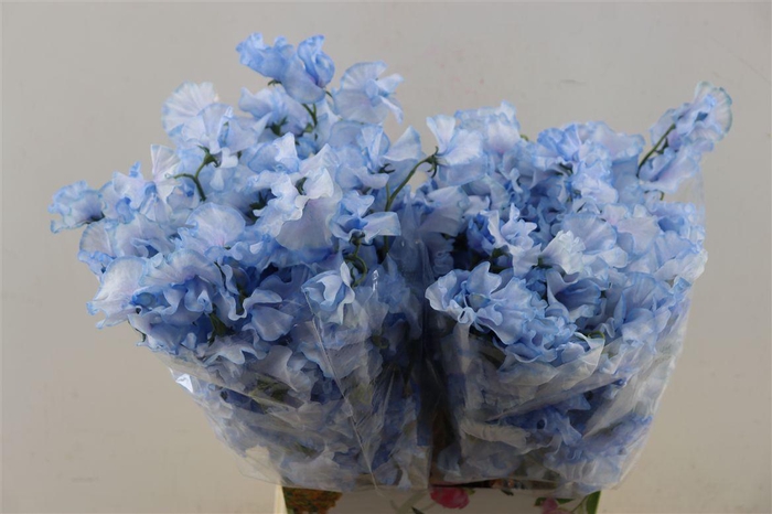 Lathyr Odor Colored Light Blue