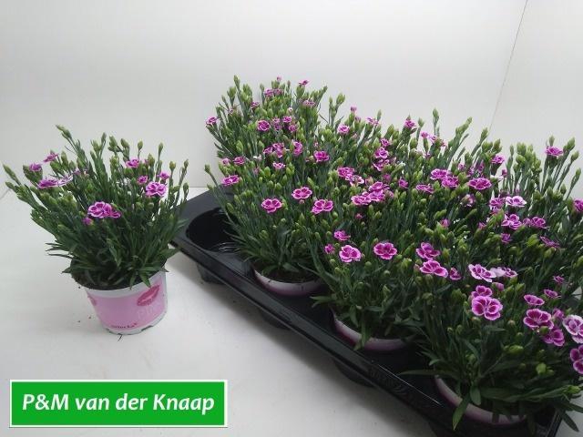 <h4>DIAN DI PINK KISSES</h4>