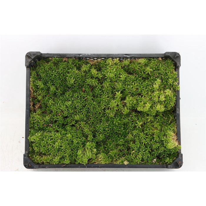 <h4>Mos Spachnum P Krat</h4>