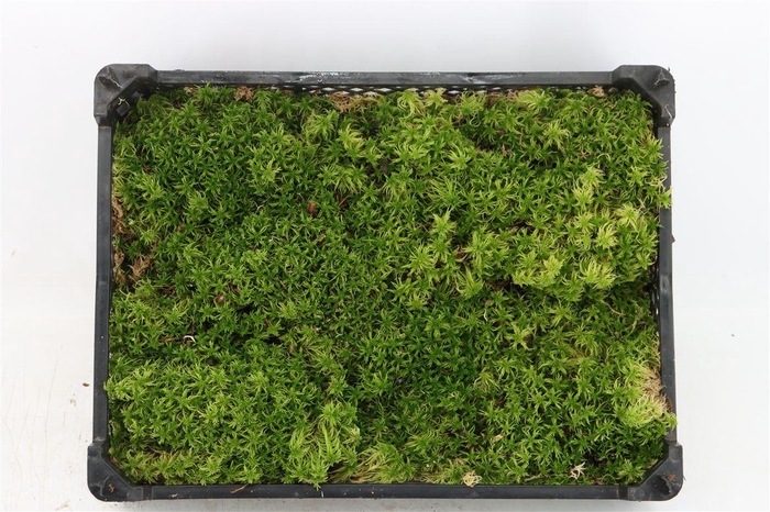 <h4>Mos Spachnum P Krat</h4>