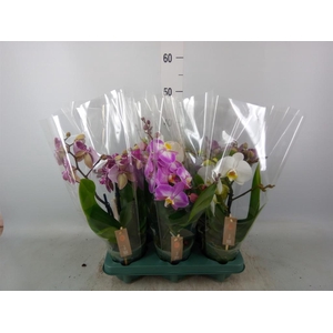 Phalaenopsis  'Spirit'   ...mix