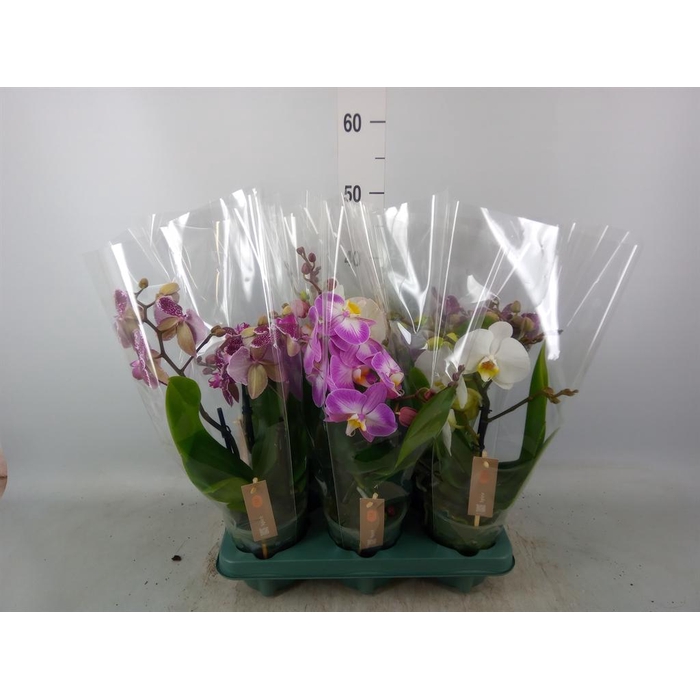 <h4>Phalaenopsis 'Spirit' ...mix</h4>