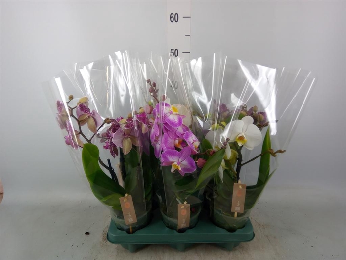 <h4>Phalaenopsis  'Spirit'   ...mix</h4>