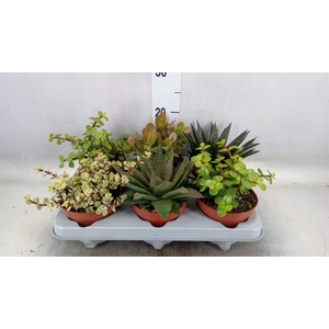 Succulents   ...