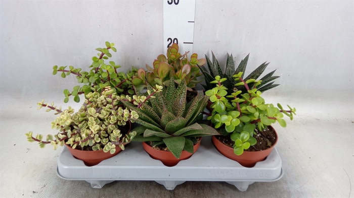 <h4>Succulents   ...</h4>