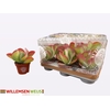 KALANCHOE THYRSIFL