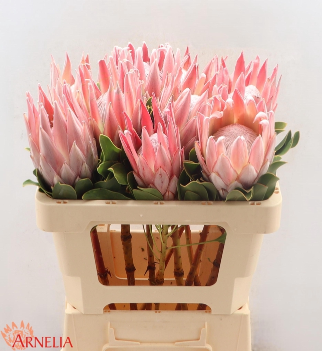 <h4>PROTEA CYNAROIDES</h4>