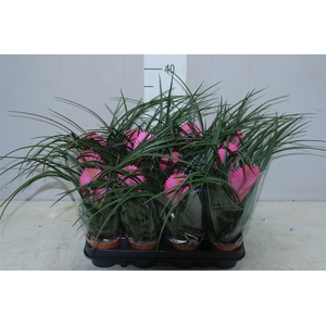 Tillandsia Cyanea