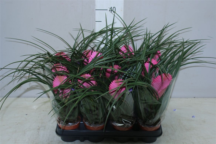 <h4>Tillandsia Cyanea</h4>