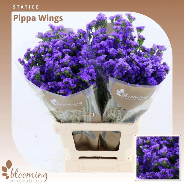 <h4>Statice Pippa Wings</h4>