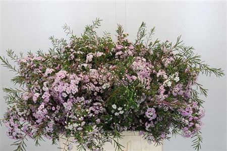 <h4>Chame Dancing Queen Rose 60cm</h4>