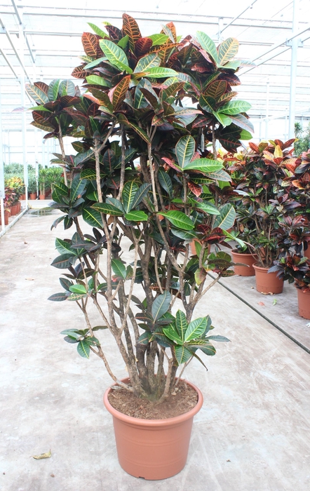 <h4>Codiaeum Petra (Croton)</h4>