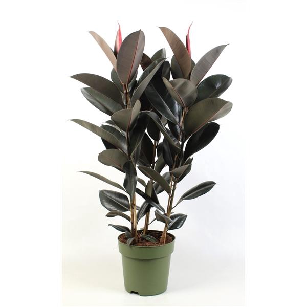 <h4>Ficus elastica Abidjan</h4>
