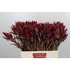 Leucadendron Jester