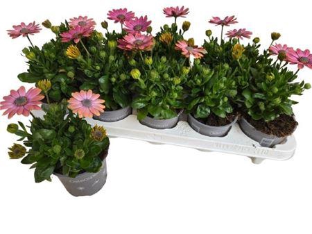 <h4>Osteo Fp Ro Surprise</h4>