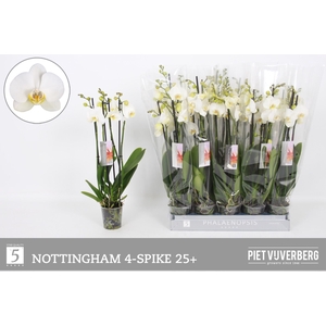 PHAL AN NOTTINGHAM