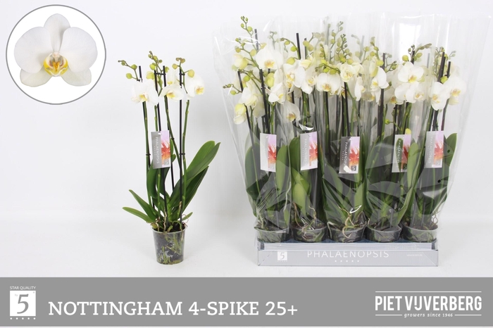 <h4>PHAL AN NOTTINGHAM</h4>